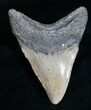 Bargain Megalodon Tooth - North Carolina #11029-3